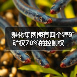 雅化集团拥有四个锂矿矿权70%的控制权(图1) 雅化集团拥有四个锂矿矿权70%的控制权(图1)