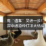离“通车”又进一步!深中通道伶仃洋大桥成功合龙(图3) 离“通车”又进一步!深中通道伶仃洋大桥成功合龙(图3)