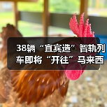 38辆“宜宾造”智轨列车即将“开往”马来西亚