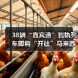 38辆“宜宾造”智轨列车即将“开往”马来西亚(图3) 38辆“宜宾造”智轨列车即将“开往”马来西亚(图3)