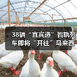 38辆“宜宾造”智轨列车即将“开往”马来西亚(图2) 38辆“宜宾造”智轨列车即将“开往”马来西亚(图2)